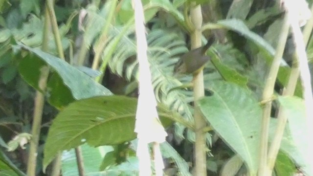 Golden-crowned Warbler - ML398281361