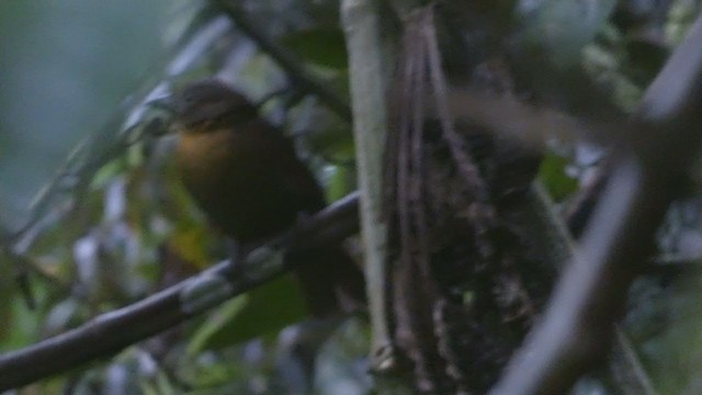 Red-throated Ant-Tanager - ML398281551