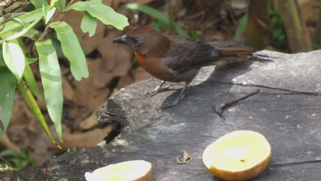 Red-throated Ant-Tanager - ML398281571