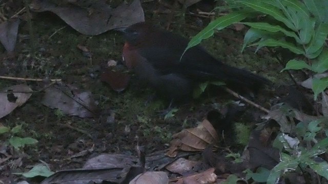 Red-throated Ant-Tanager - ML398281811
