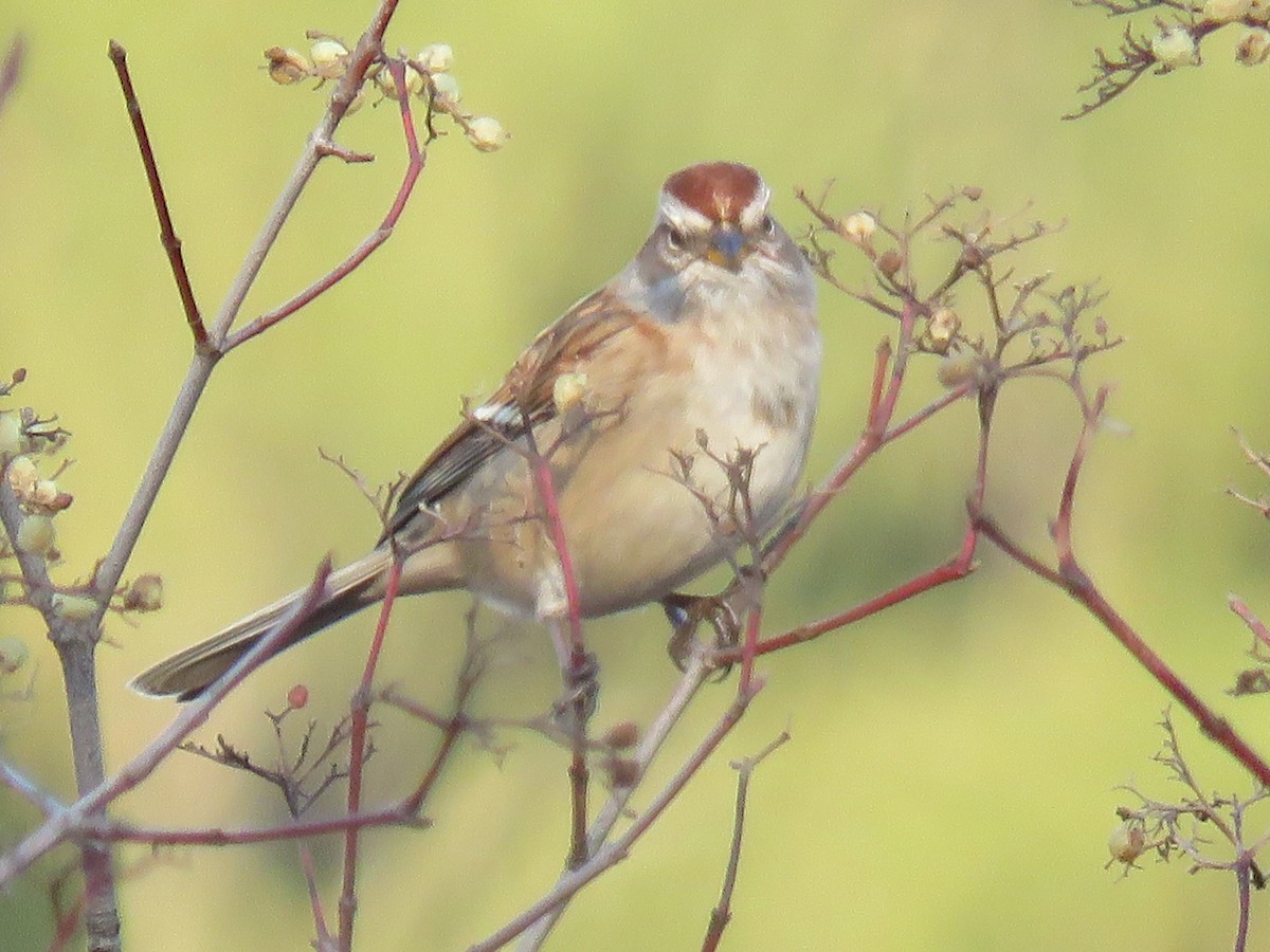 American Tree Sparrow - ML398289701