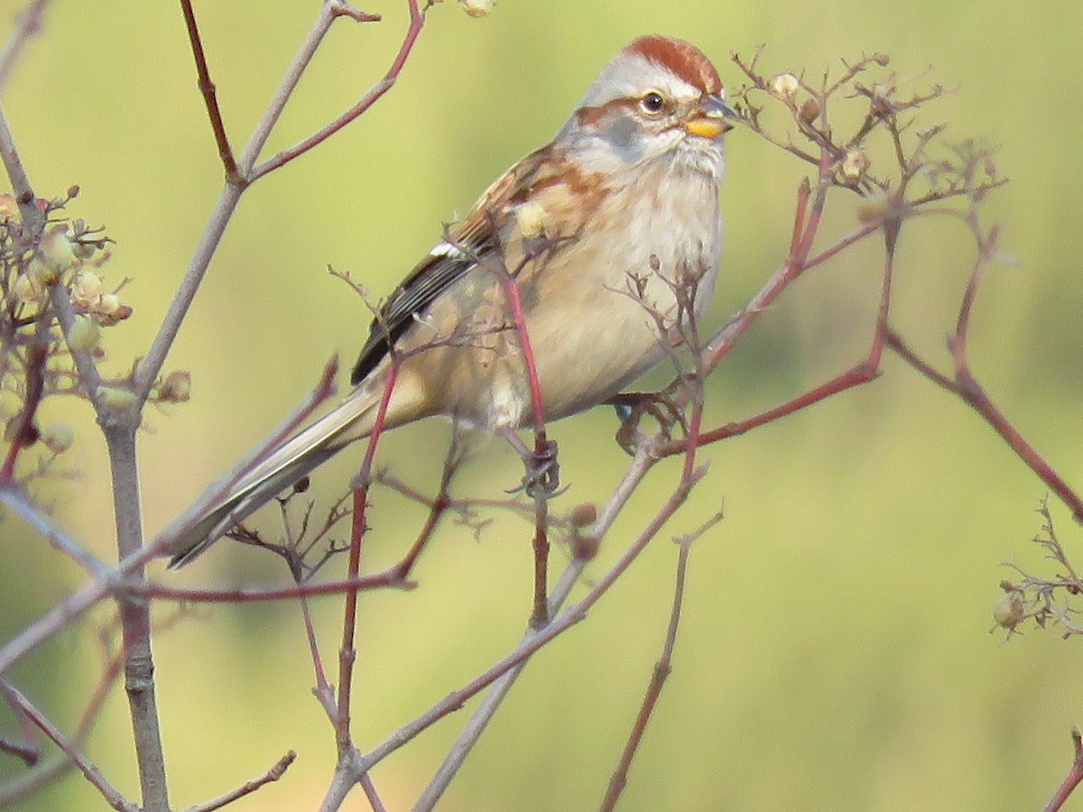 American Tree Sparrow - ML398289741