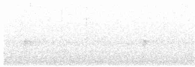 Weißbrust-Ameisenwürger - ML398290161