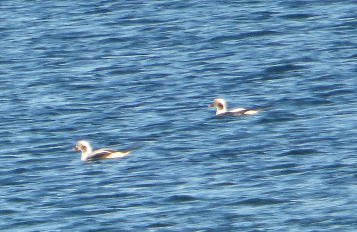 Long-tailed Duck - Mary  McMahon