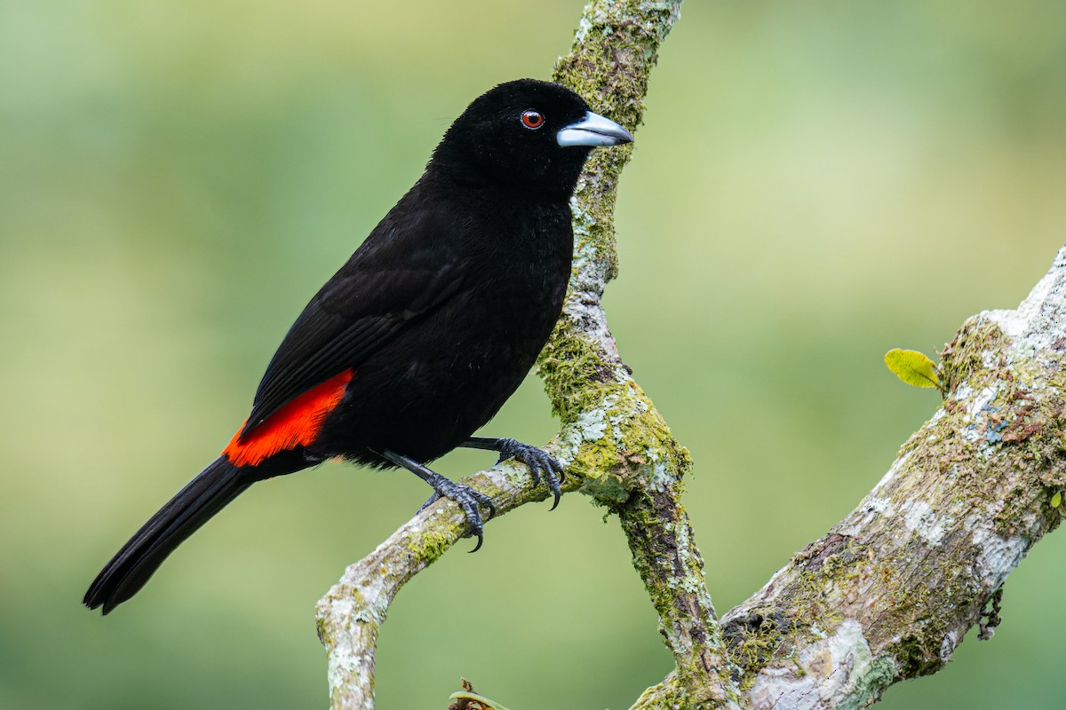Scarlet-rumped Tanager - ML398299721