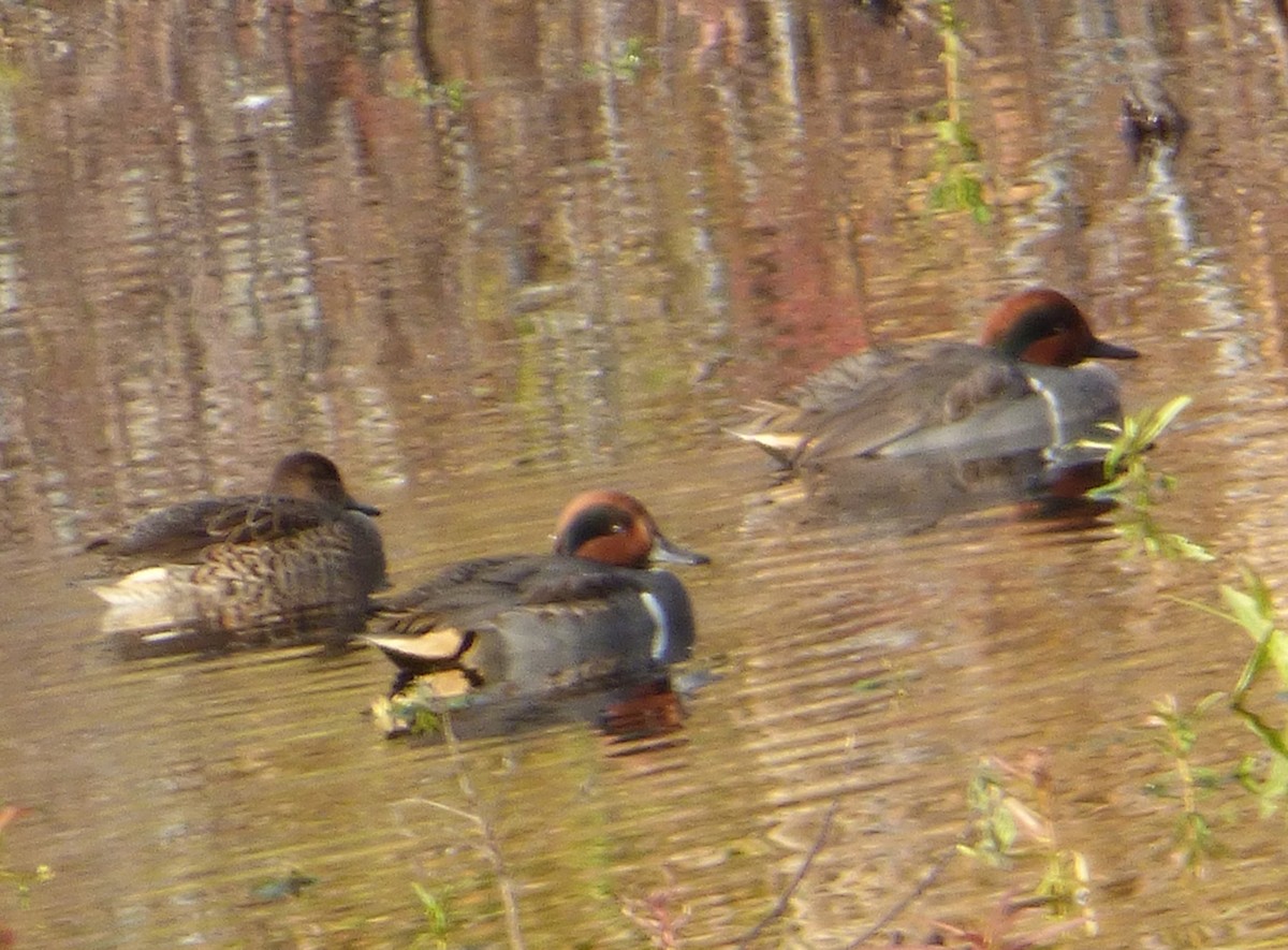 Green-winged Teal - ML39830821