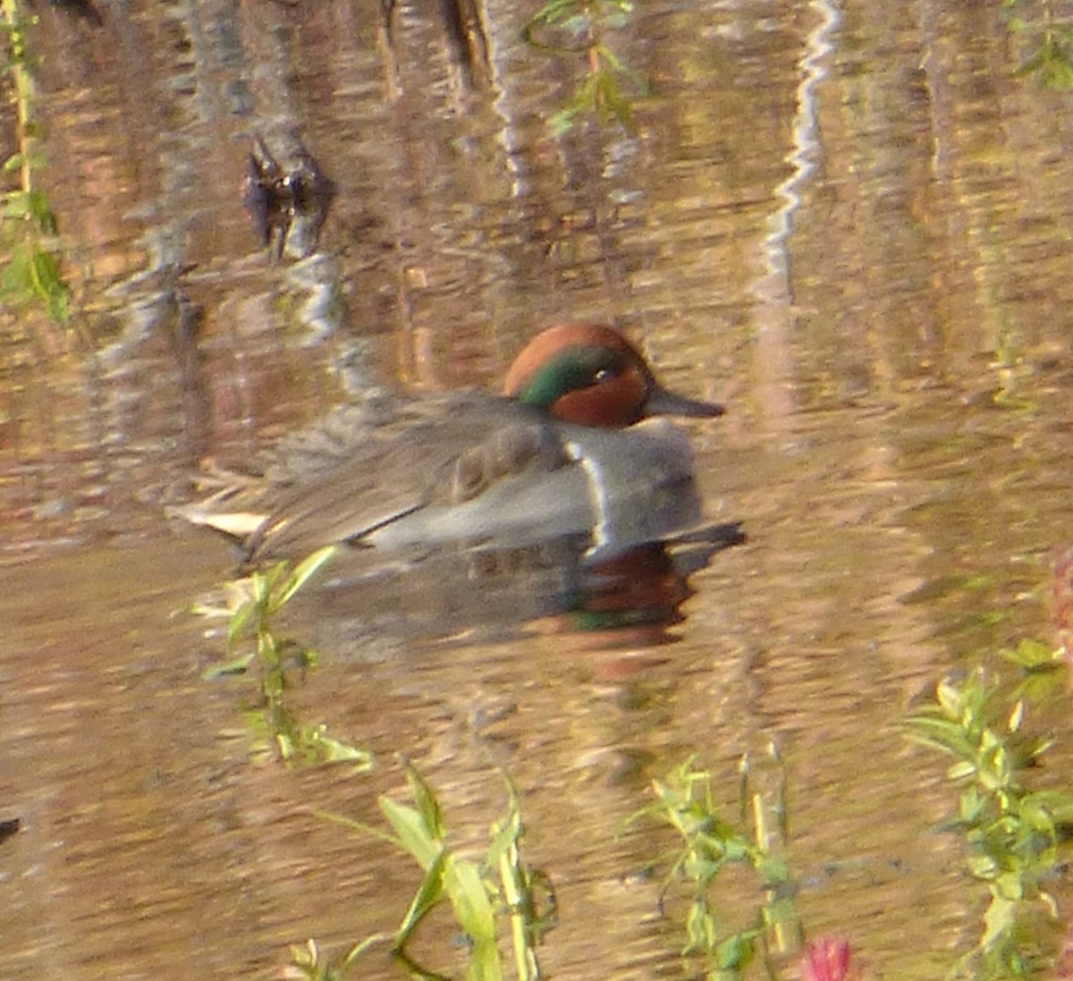 Green-winged Teal - ML39830831