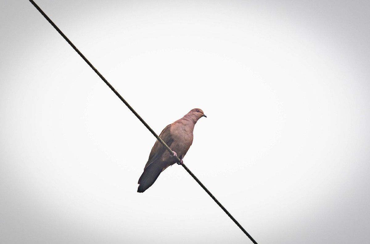 Ruddy Pigeon - William Richards
