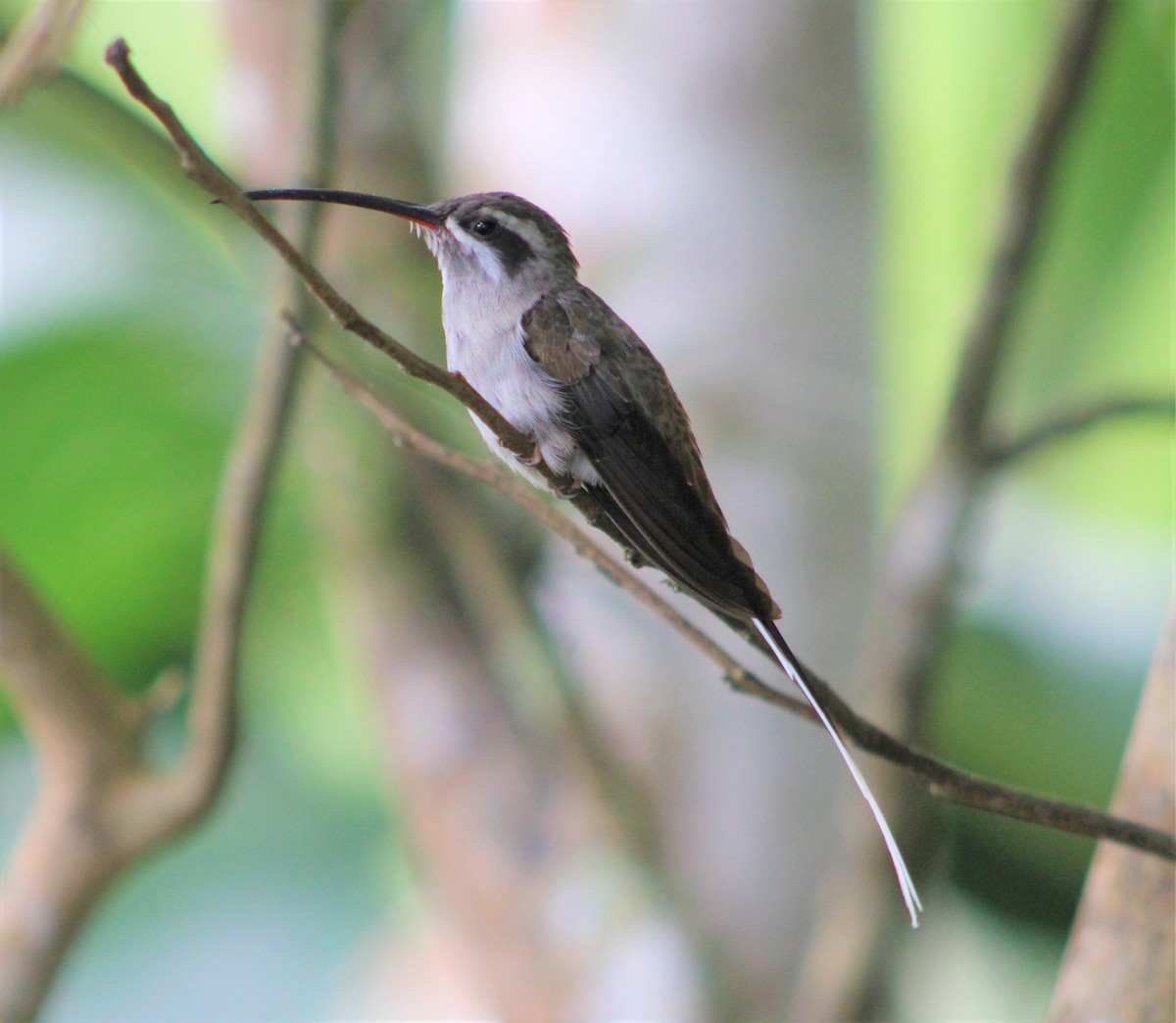Sooty-capped Hermit - ML398312141