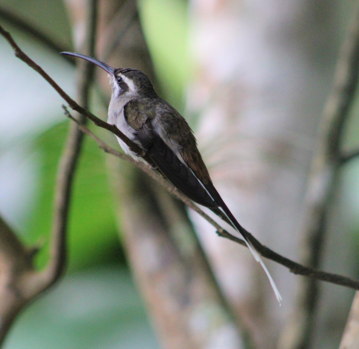 Sooty-capped Hermit - ML398312161