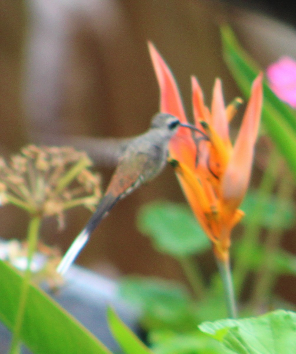 Sooty-capped Hermit - ML398312391