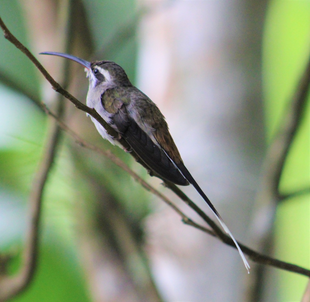 Sooty-capped Hermit - ML398312571