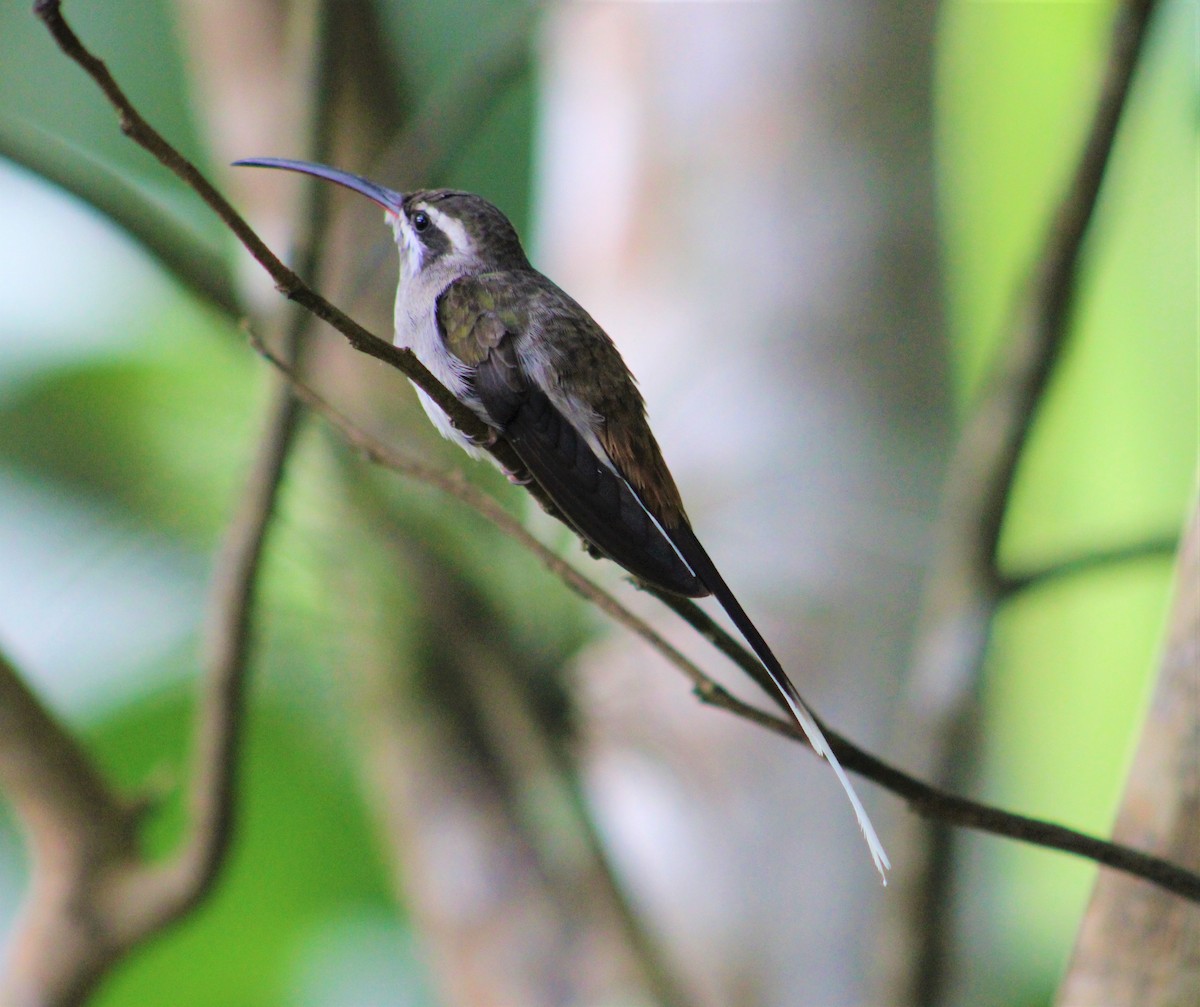 Sooty-capped Hermit - ML398312611