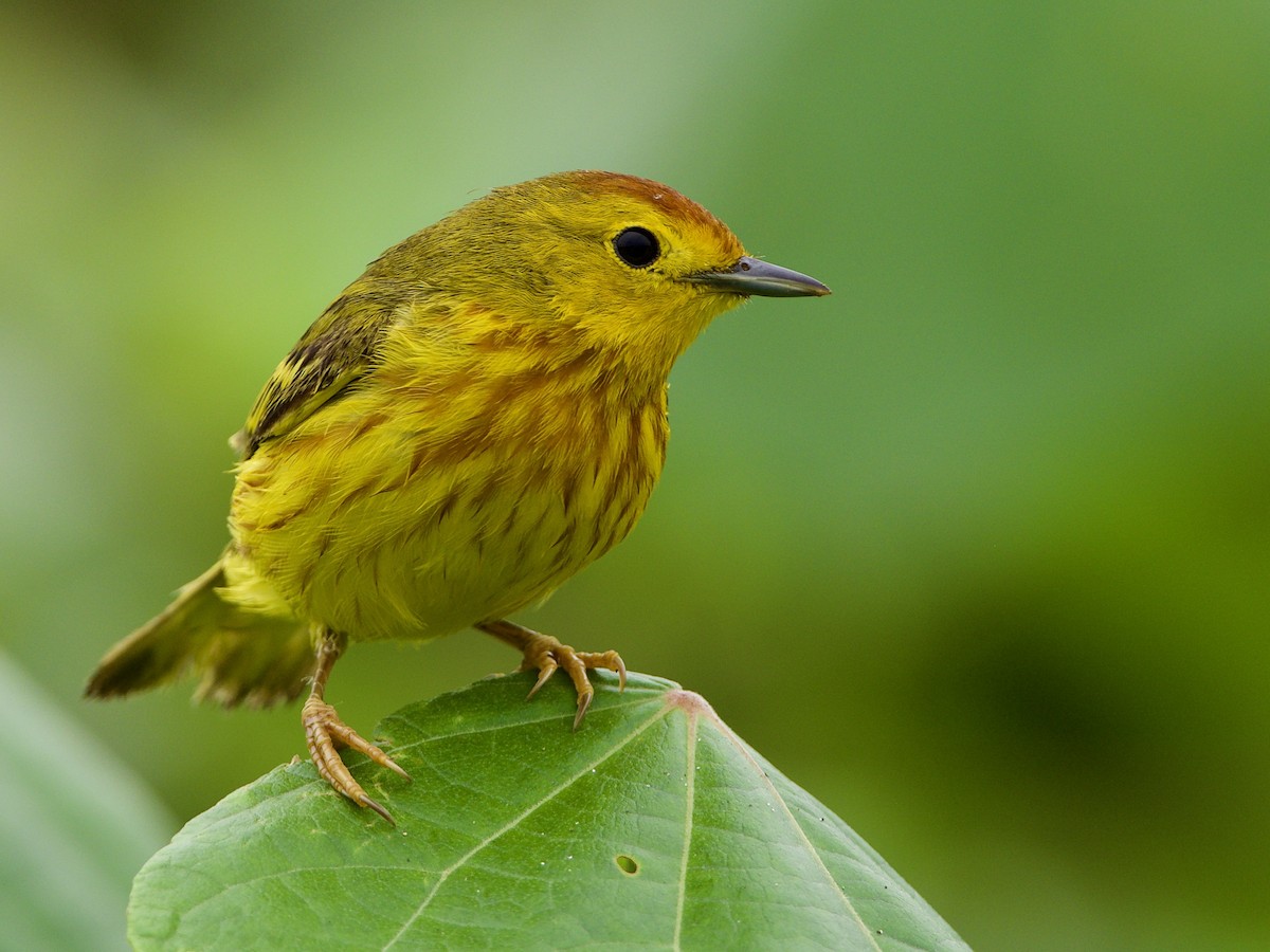 Yellow Warbler (Mangrove) - Bobby Wilcox