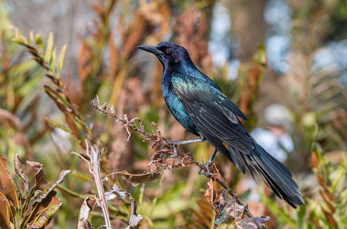 Boat-tailed Grackle - ML398315761