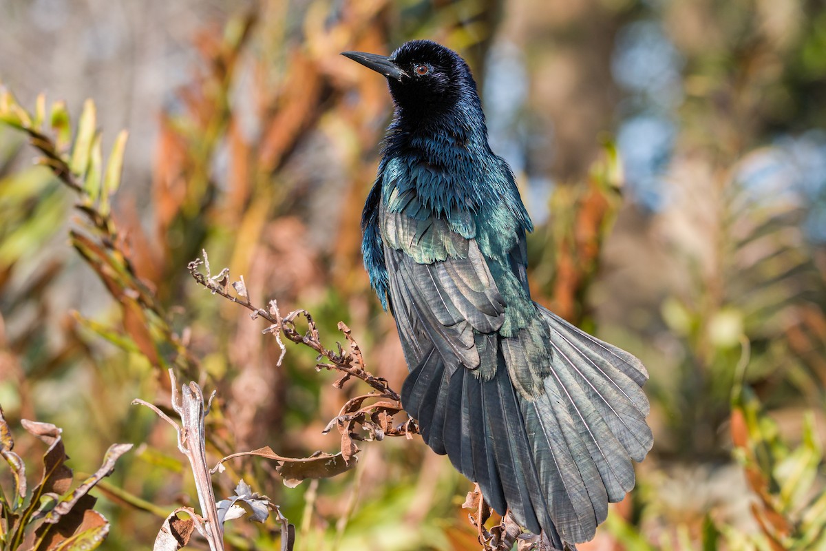 Boat-tailed Grackle - ML398315771