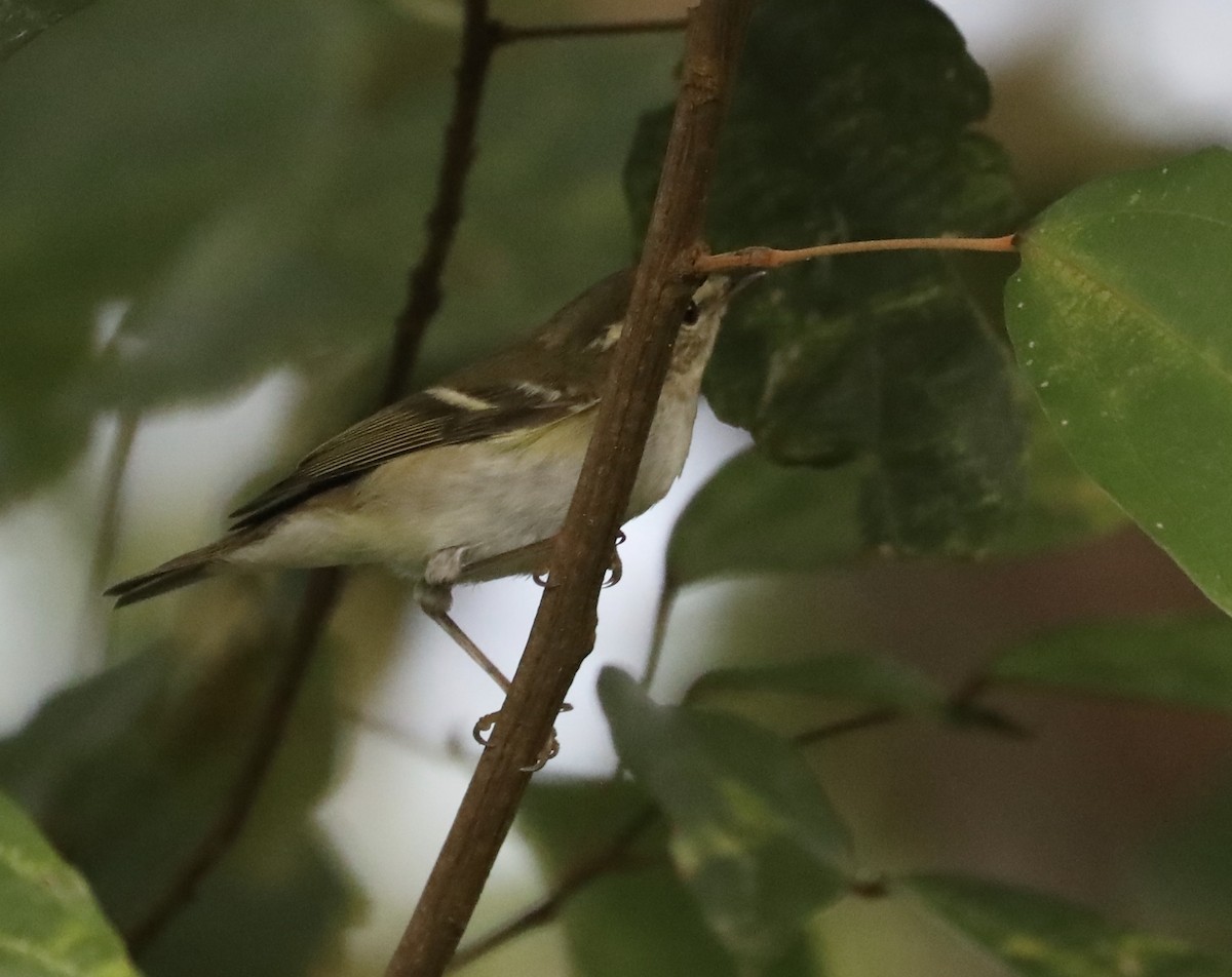 Yellow-browed Warbler - ML398316271
