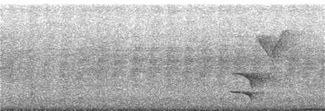 Slender-billed Oriole - ML398316761