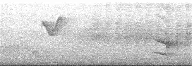 Slender-billed Oriole - ML398316811