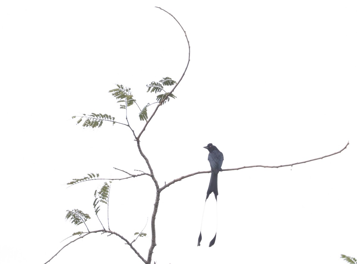 Greater Racket-tailed Drongo - ML398317571