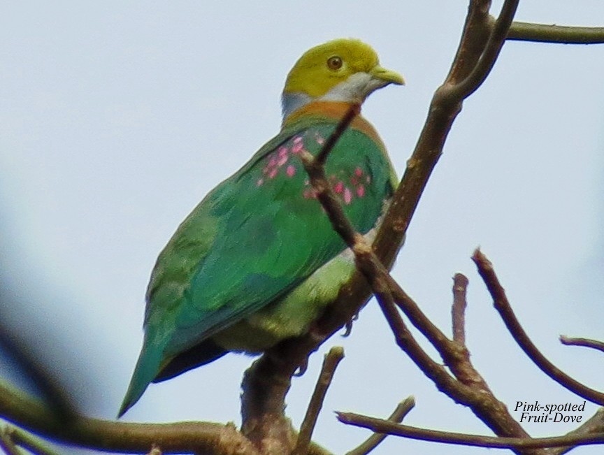 Pink-spotted Fruit-Dove - ML398318731