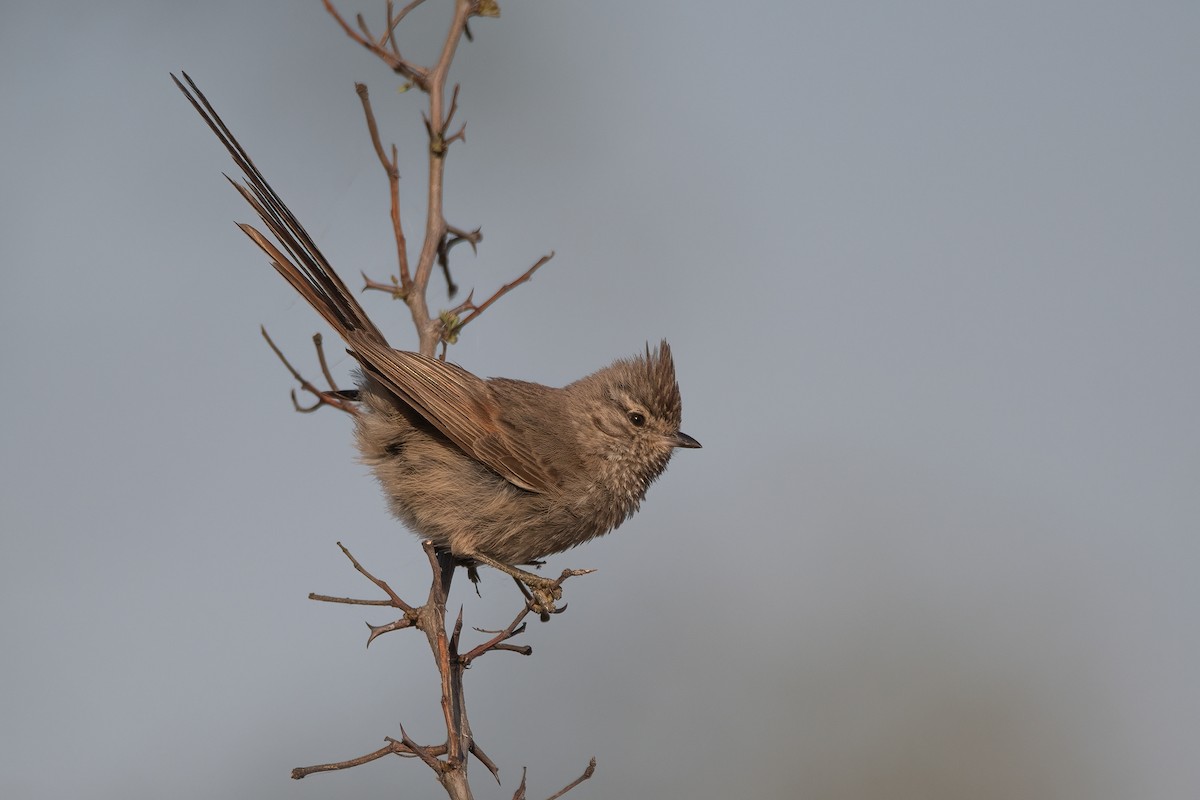 Tufted Tit-Spinetail - ML398322681
