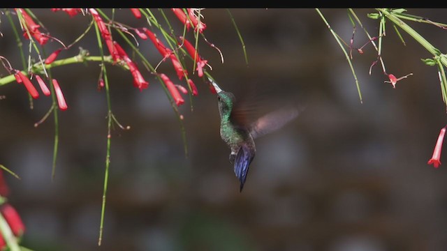 Blue-tailed Hummingbird - ML398329871