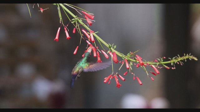 Blue-tailed Hummingbird - ML398330001
