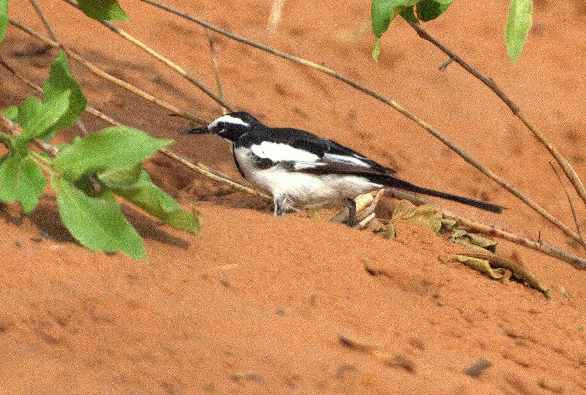 African Pied Wagtail - ML398332541