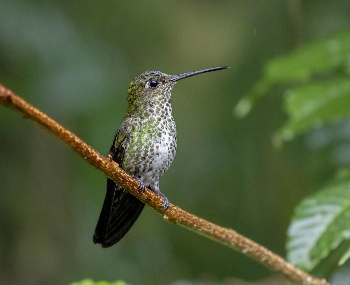 Many-spotted Hummingbird - ML398338571