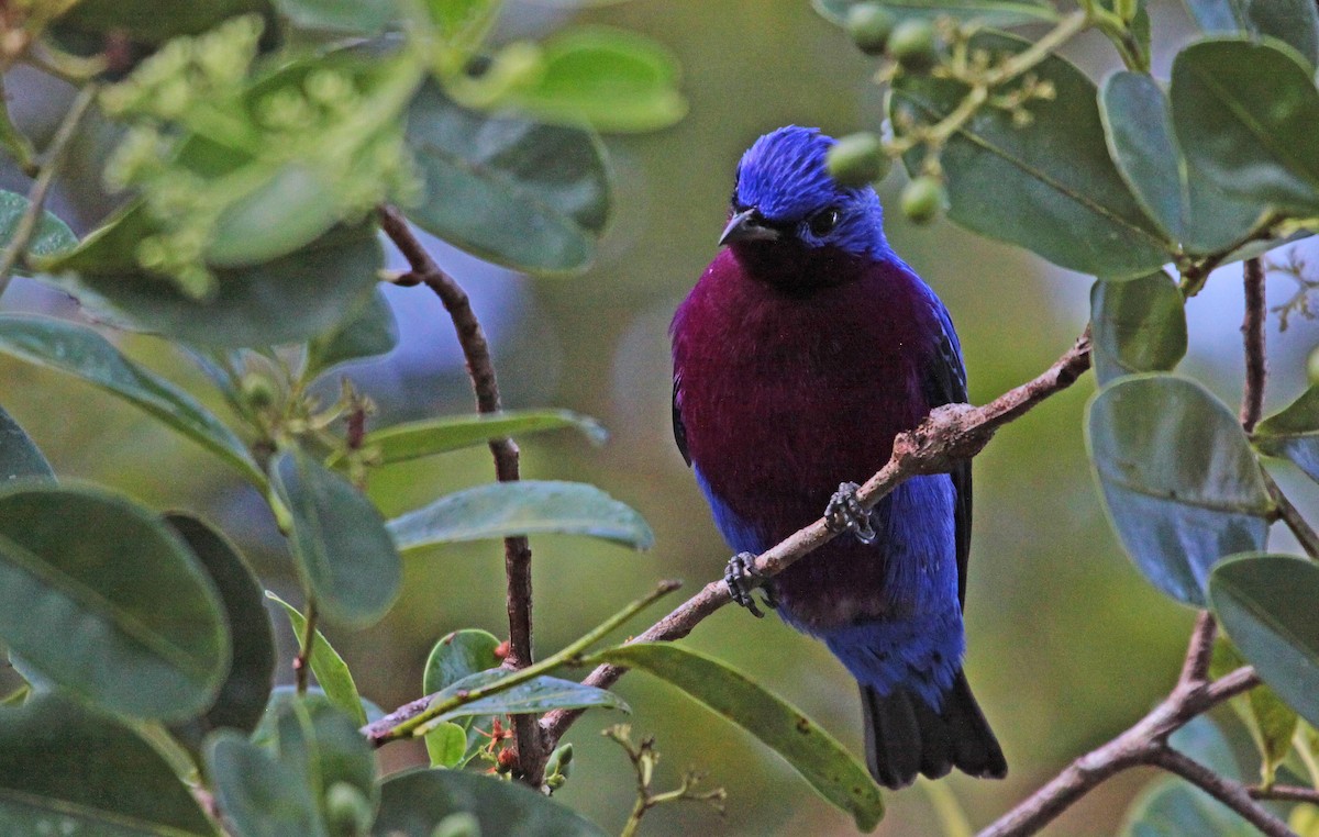 Purple-breasted Cotinga - ML398343441