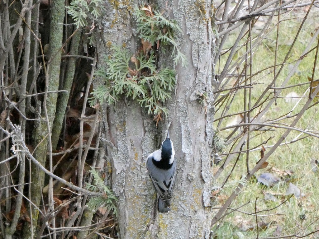 White-breasted Nuthatch - ML398344461