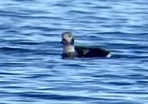 Long-tailed Duck - ML398345701