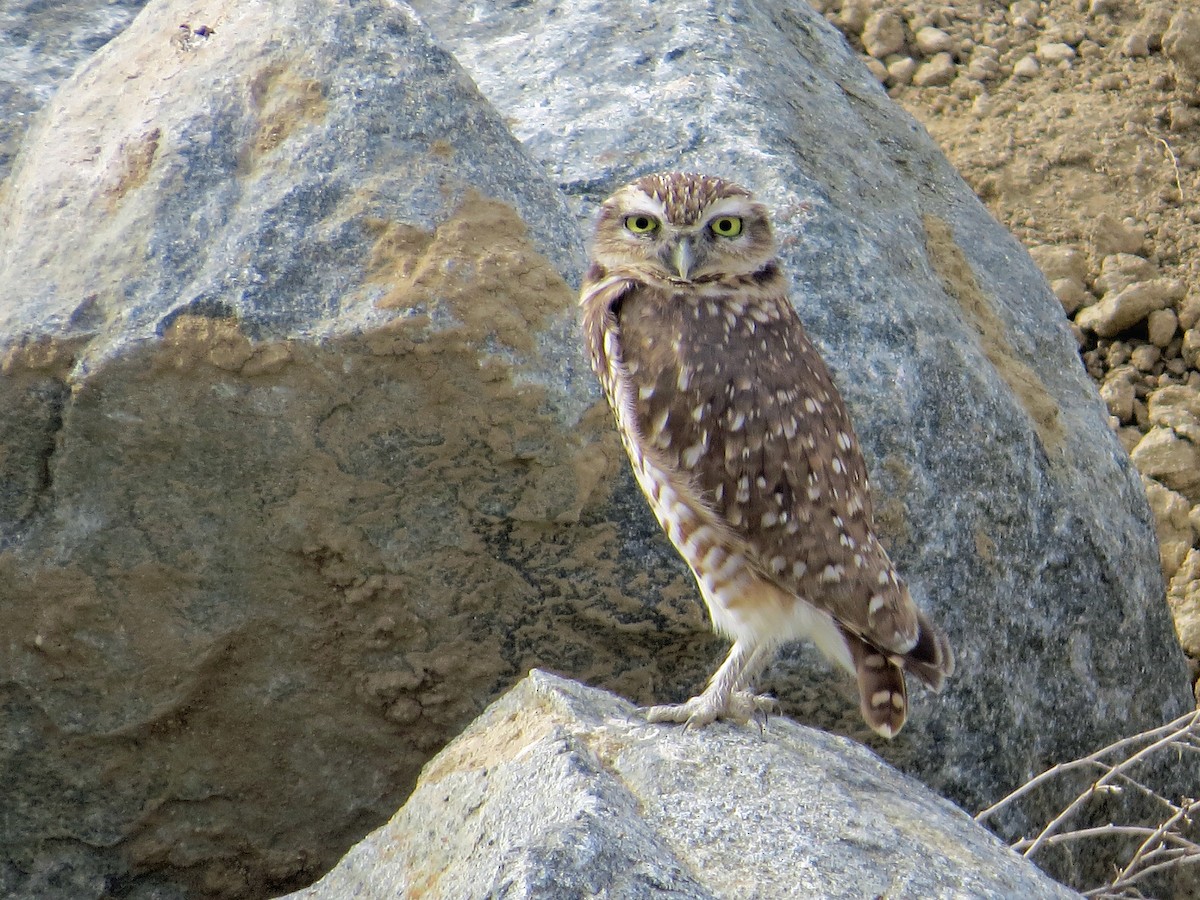 Burrowing Owl - Brian Daniels