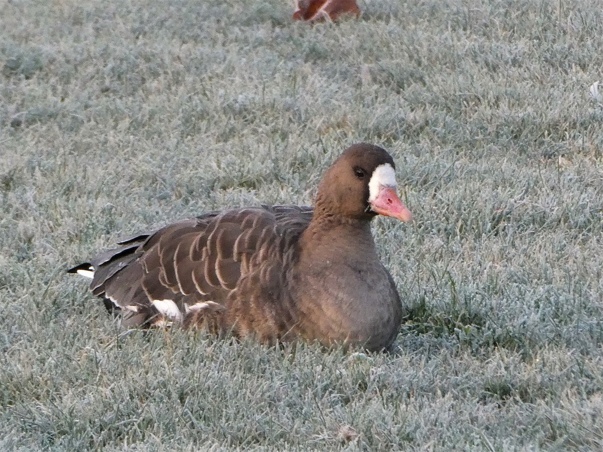 Greater White-fronted Goose - ML398349711