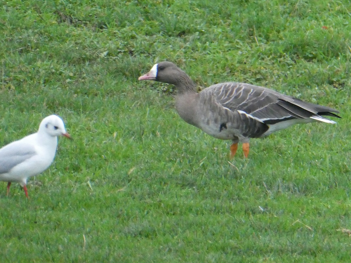 Greater White-fronted Goose - ML398349721