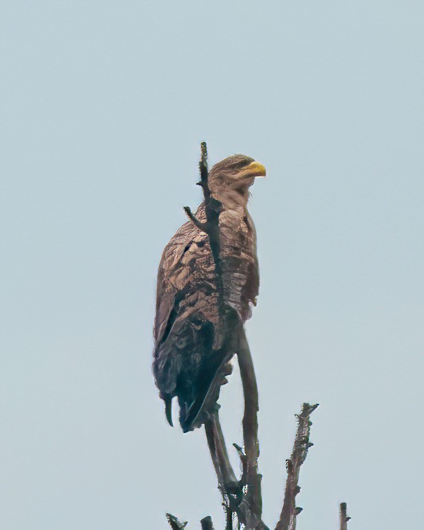 White-tailed Eagle - ML398359441