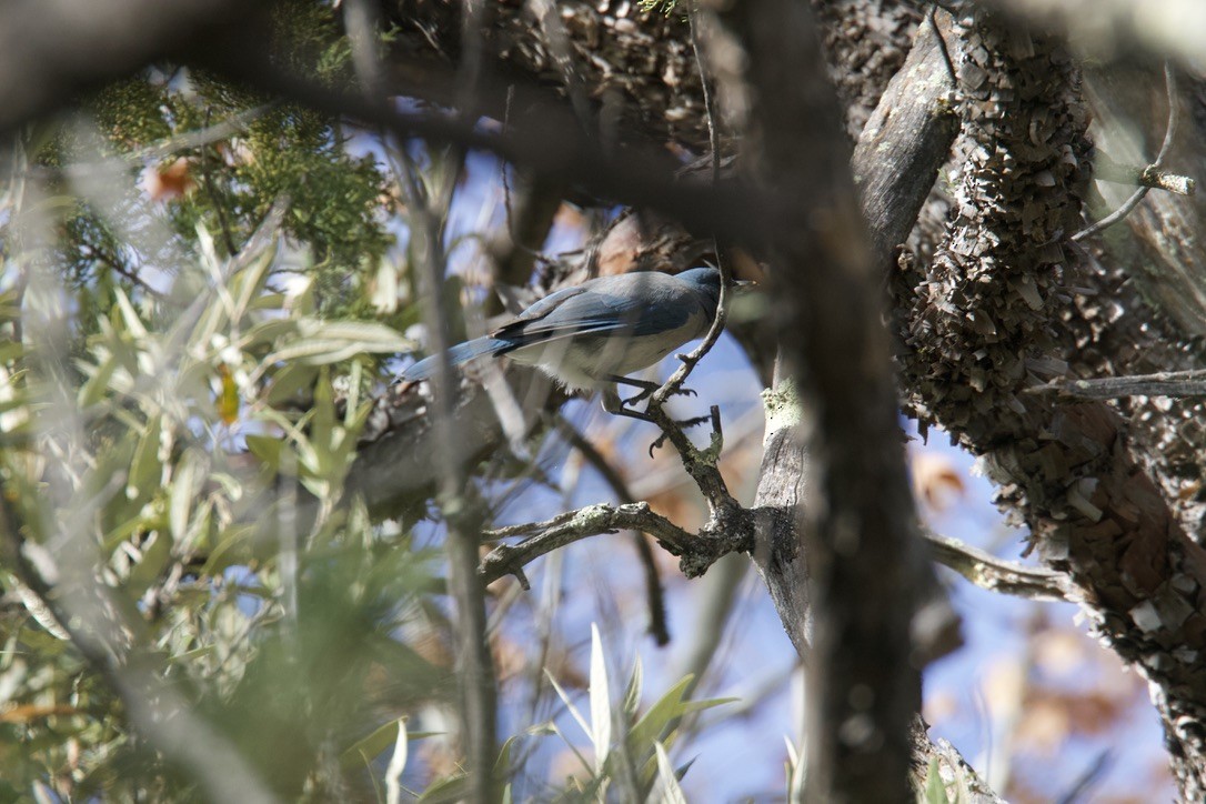 Mexican Jay - ML398363311