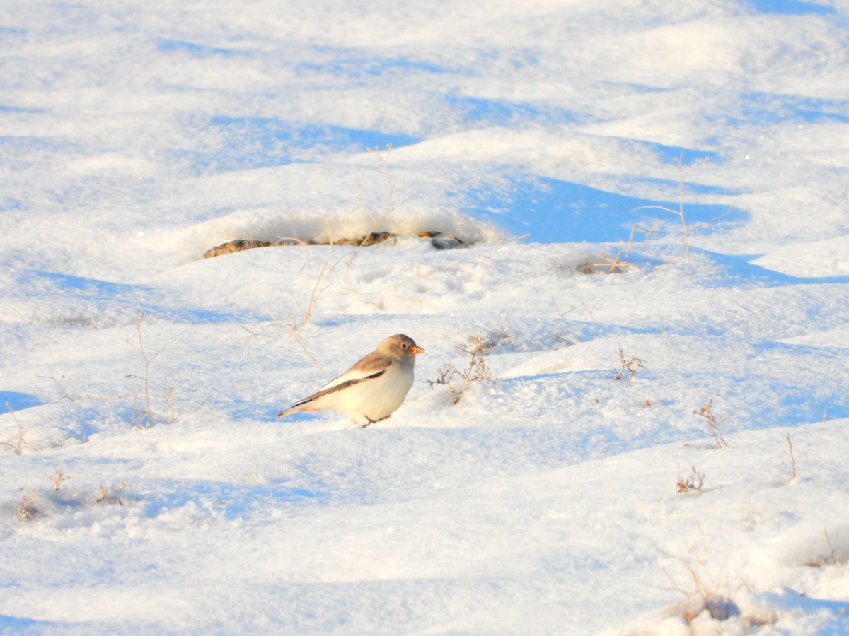 White-winged Snowfinch - ML398368361