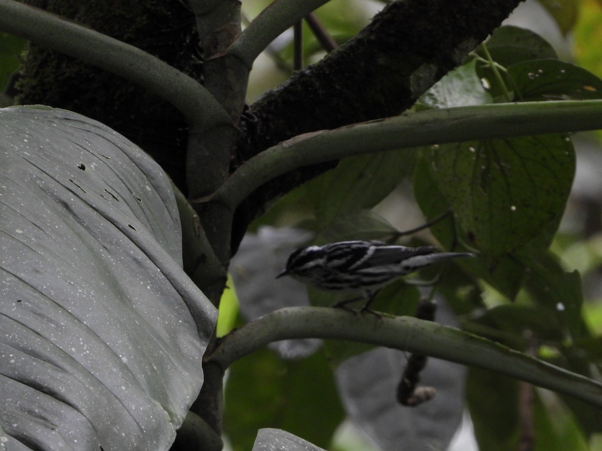 Black-and-white Warbler - ML398368761