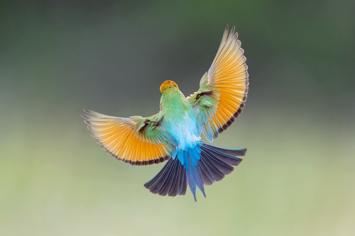 Rainbow Bee-eater - ML398371751