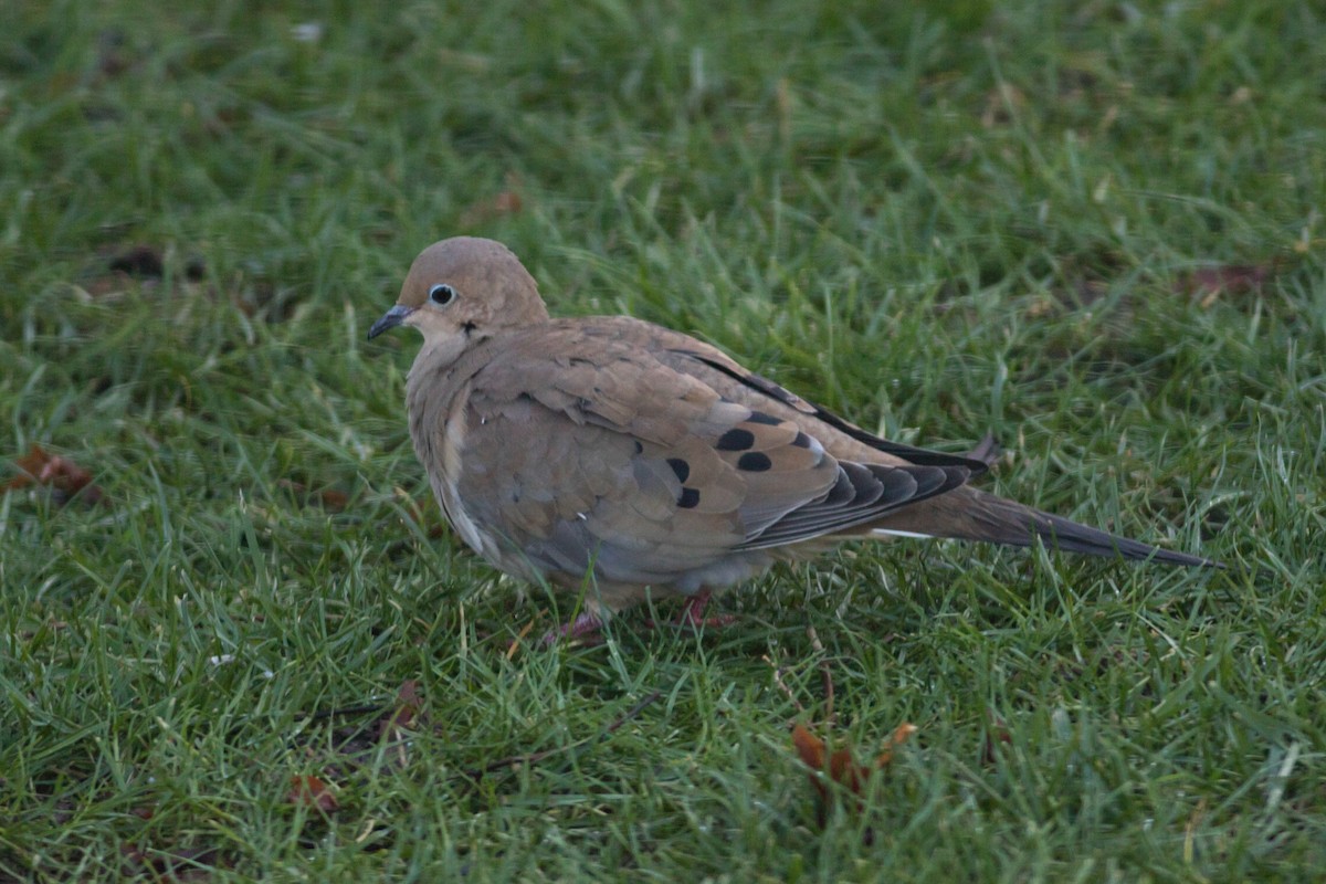 Mourning Dove - Becke Sigaty
