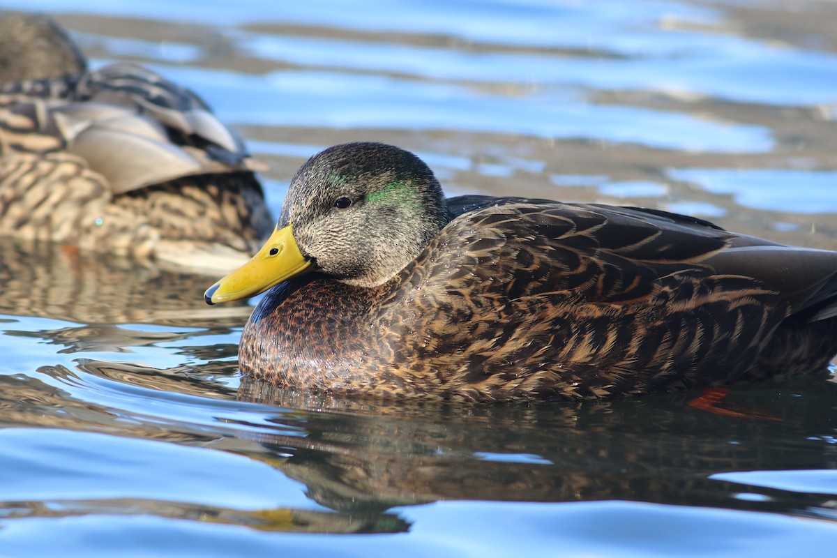 雑種 マガモ ｘ アメリカガモ Ebird