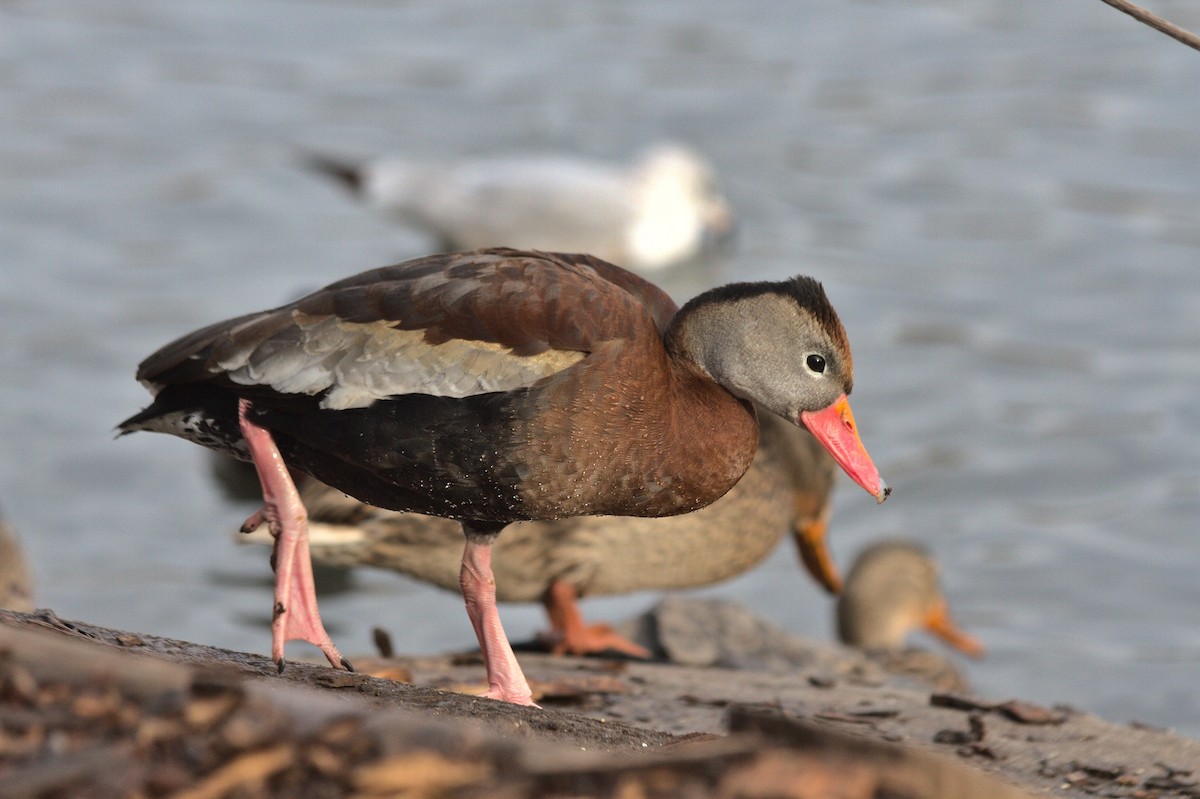 Black-bellied Whistling-Duck - Caleb Scholtens