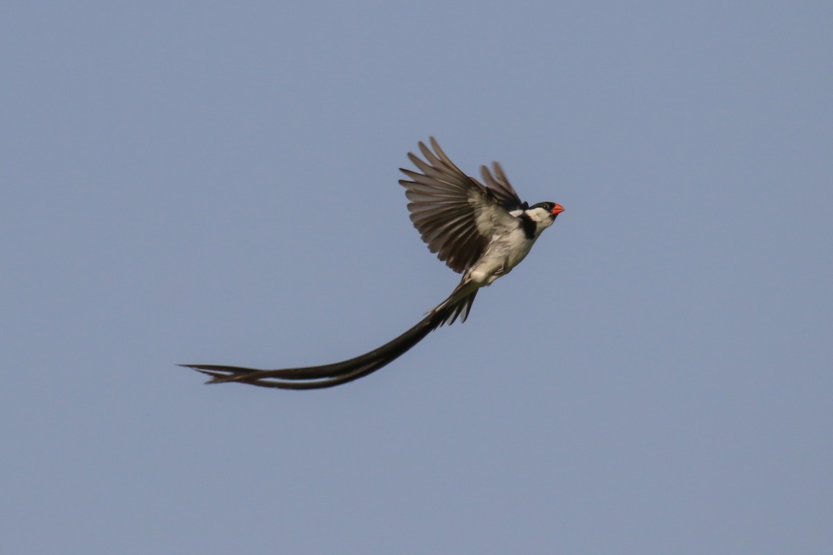 Pin-tailed Whydah - ML398388931