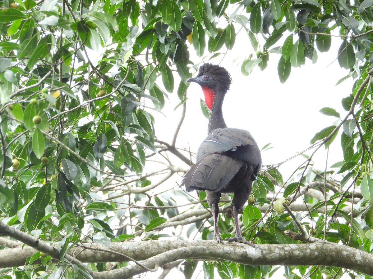 Crested Guan - ML398389591