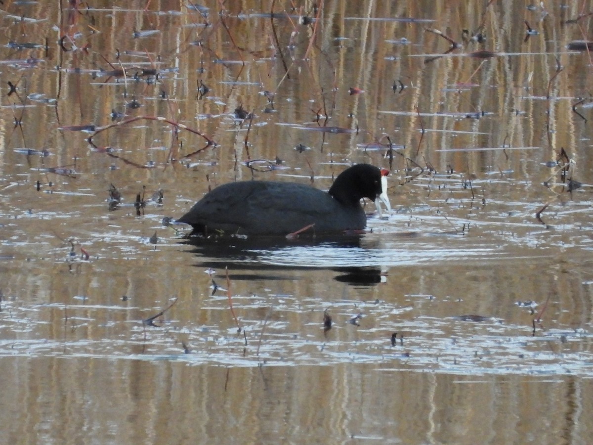 Red-knobbed Coot - ML398390661
