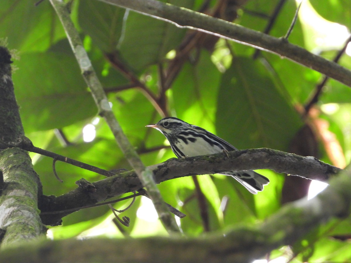 Black-and-white Warbler - ML398391181