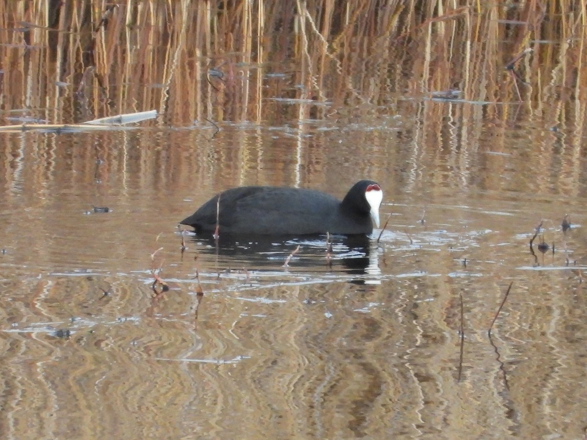 Red-knobbed Coot - ML398391281