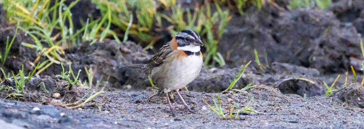 Rufous-collared Sparrow - David Barton